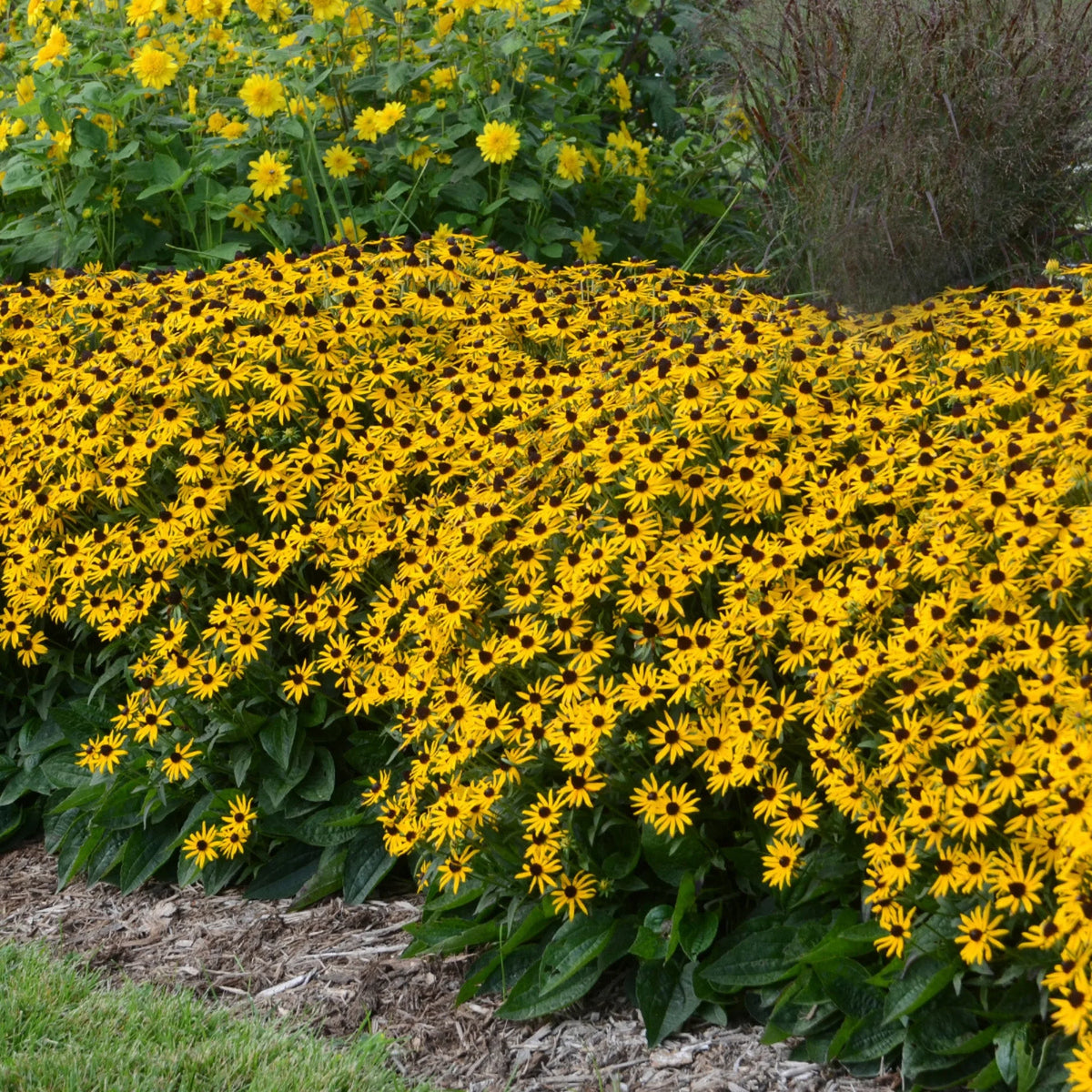 Rudbeckia Fulgida Little Goldstar