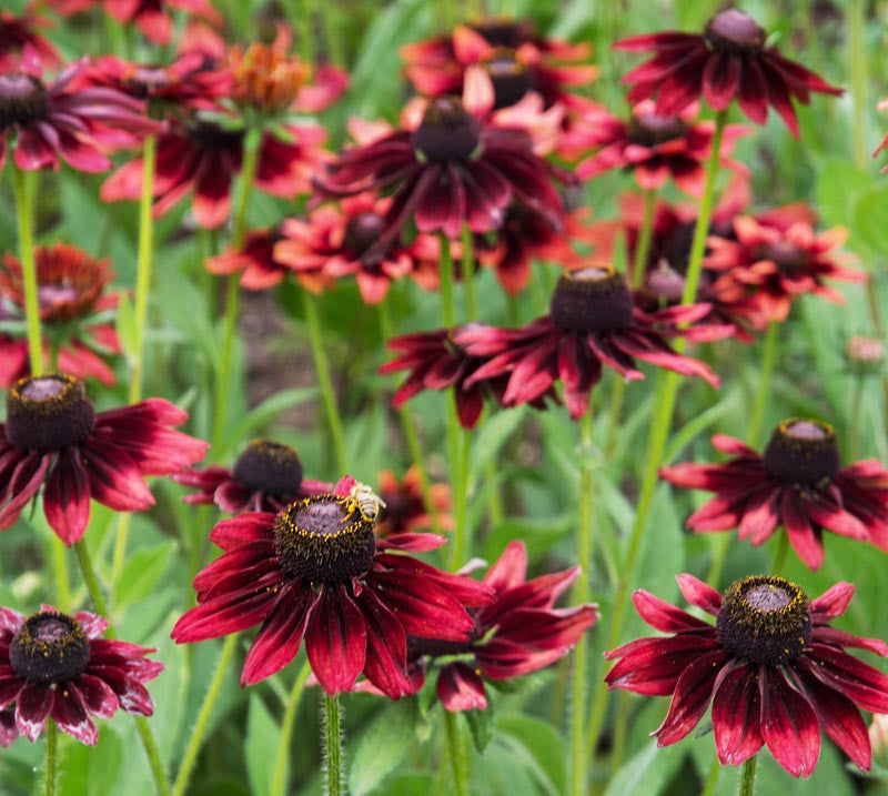 Rudbeckia hirta 'Cherry Brandy'
