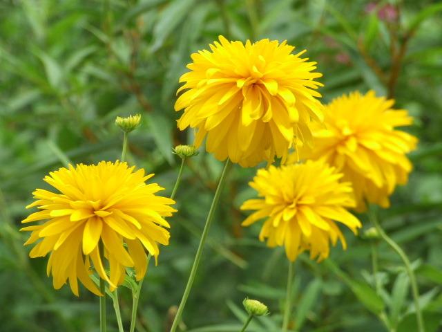 Rudbeckia laciniata “Goldquelle”