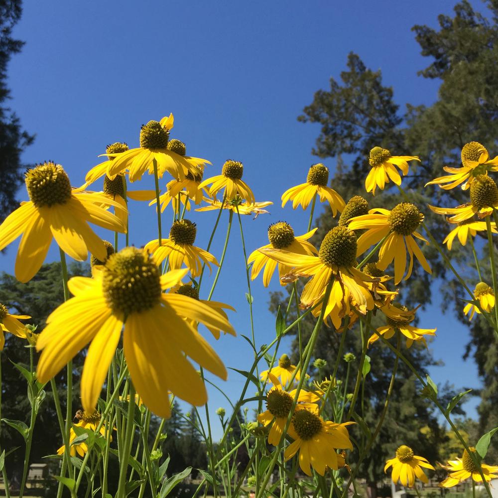 Rudbeckia nitida 'Herbstsonne'