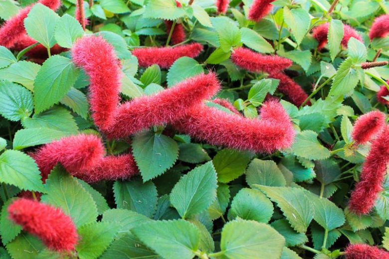 Acalypha en pot
