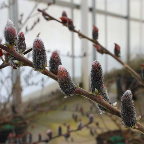 Salix Black Cat