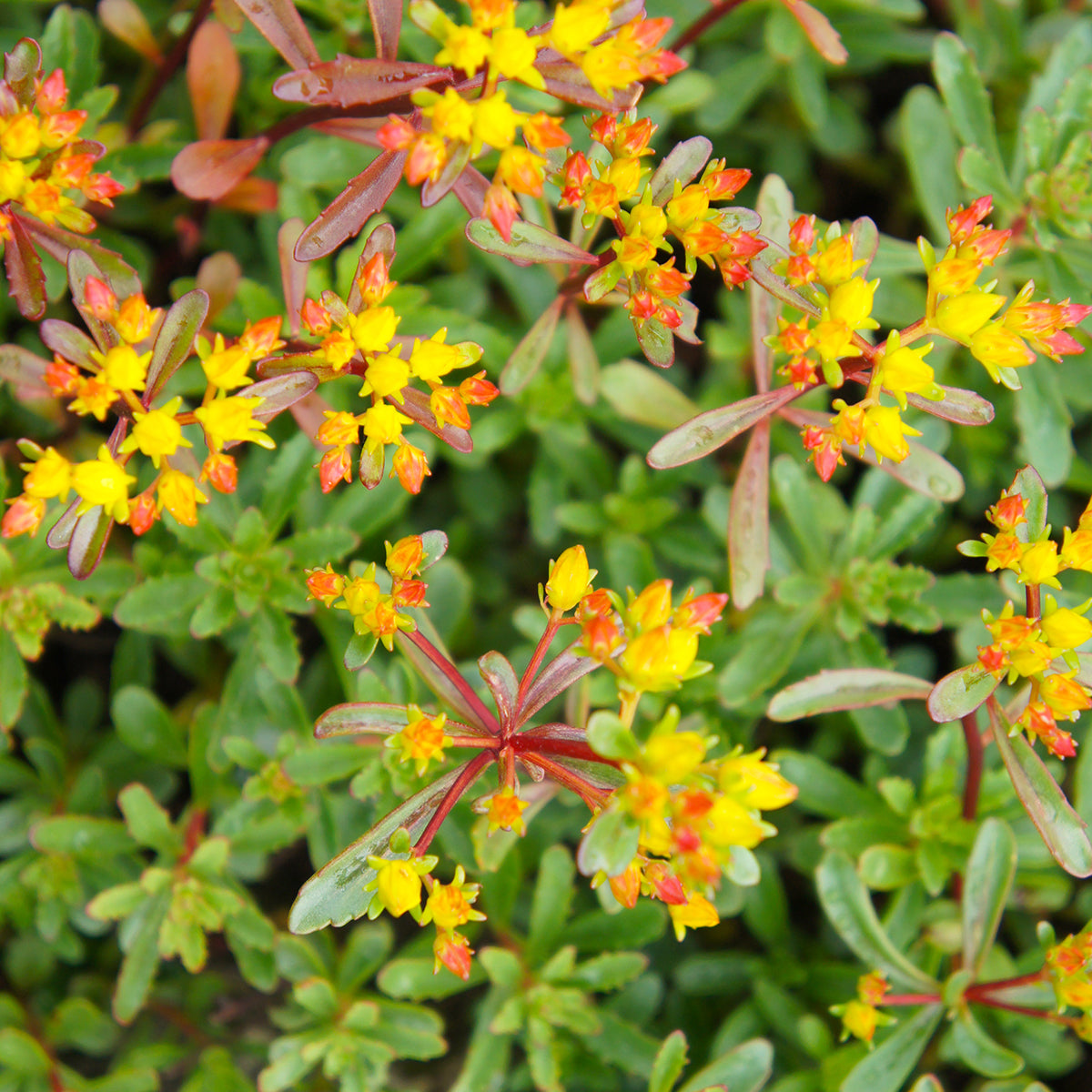 Sedum kamtschaticum var. middendorffianum