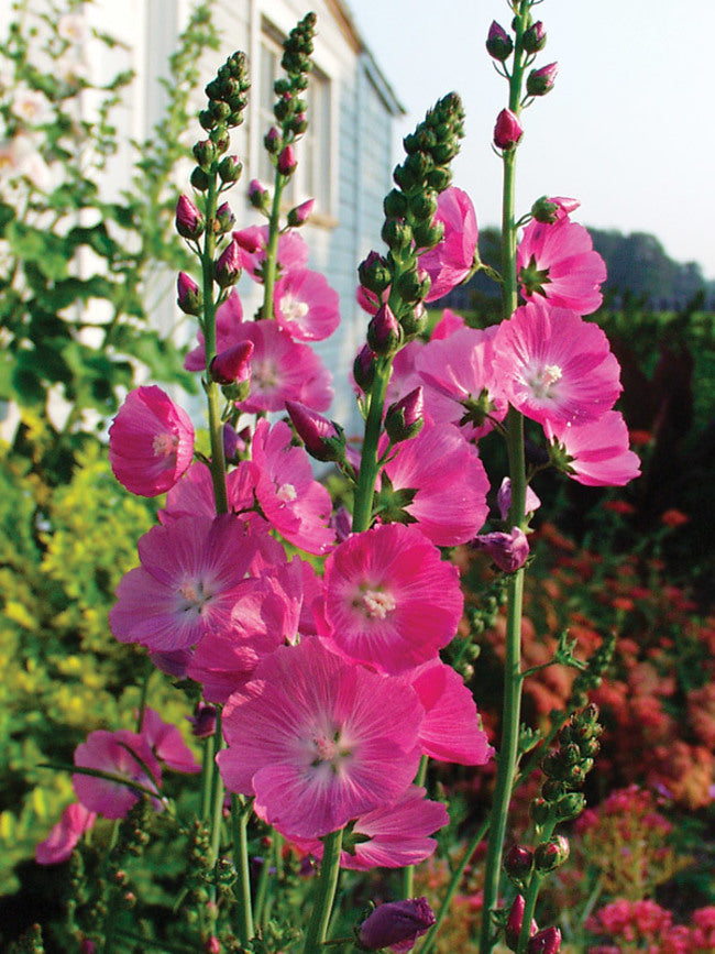 Sidalcea 'Party Girl'