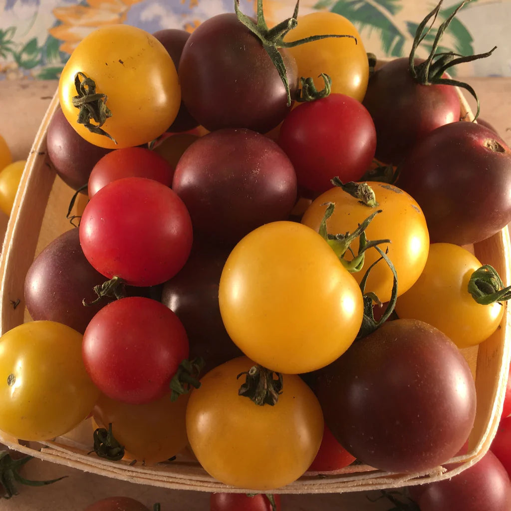 Sachet de semence BIO -Tomates Cerises Mélangées - ferme Tourne-sol