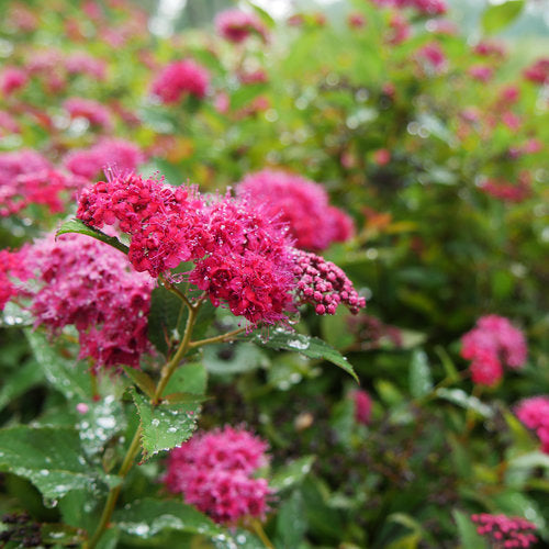 Spirée Double Play Doozie - Spiraea japonica 'Double Play Doozie'