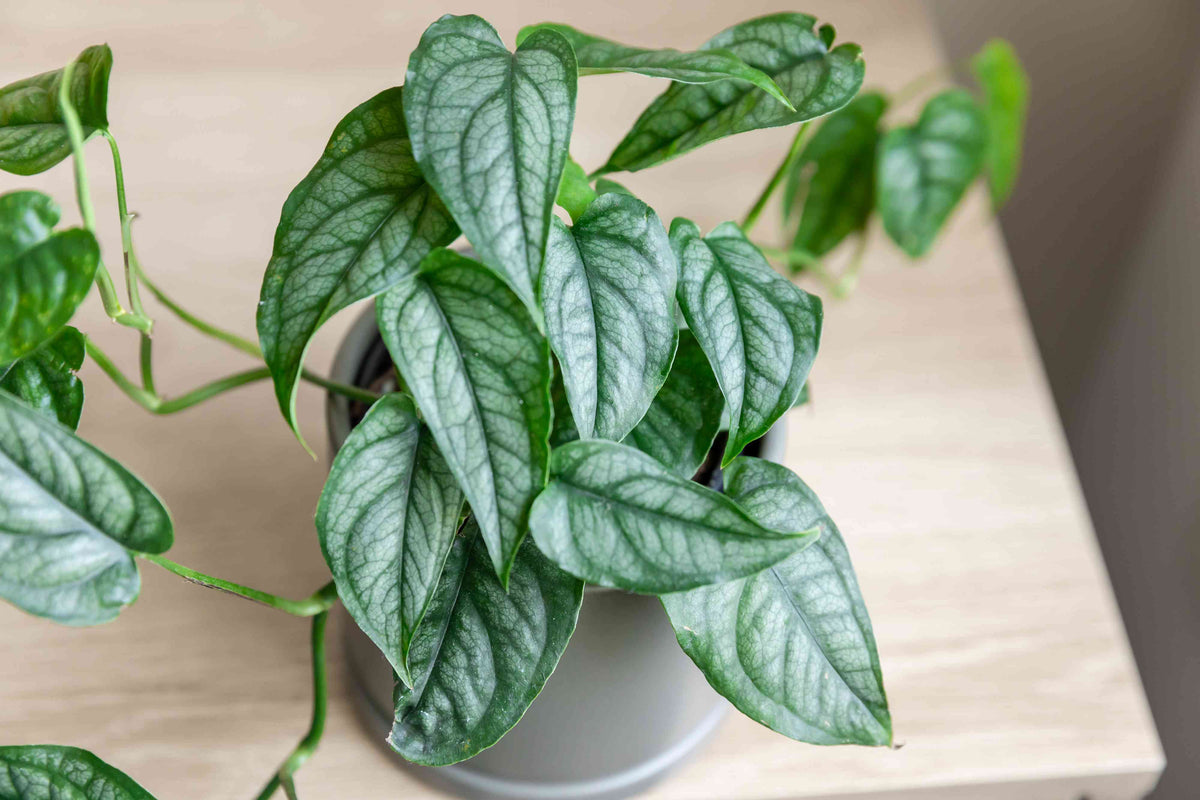 Monstera Siltepecana