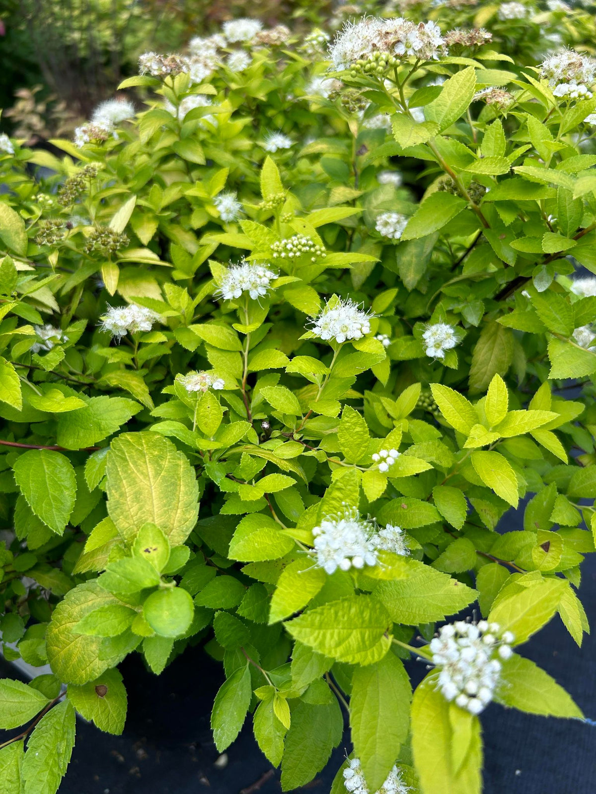 Spiraea japonica 'White  Gold'