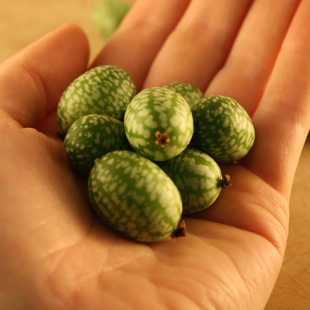 Sachet de semence BIO -Melon Souris - ferme Tourne-sol