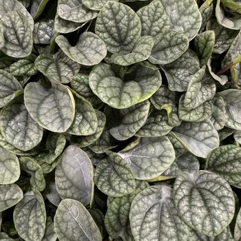 Peperomia caperata mendoza