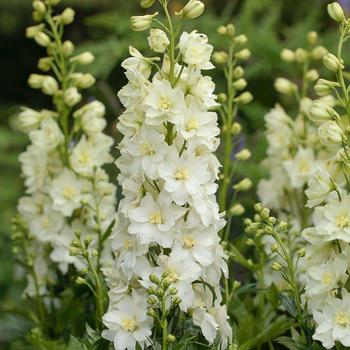 Delphinium Hunky Dory™ 'White' (gra.)