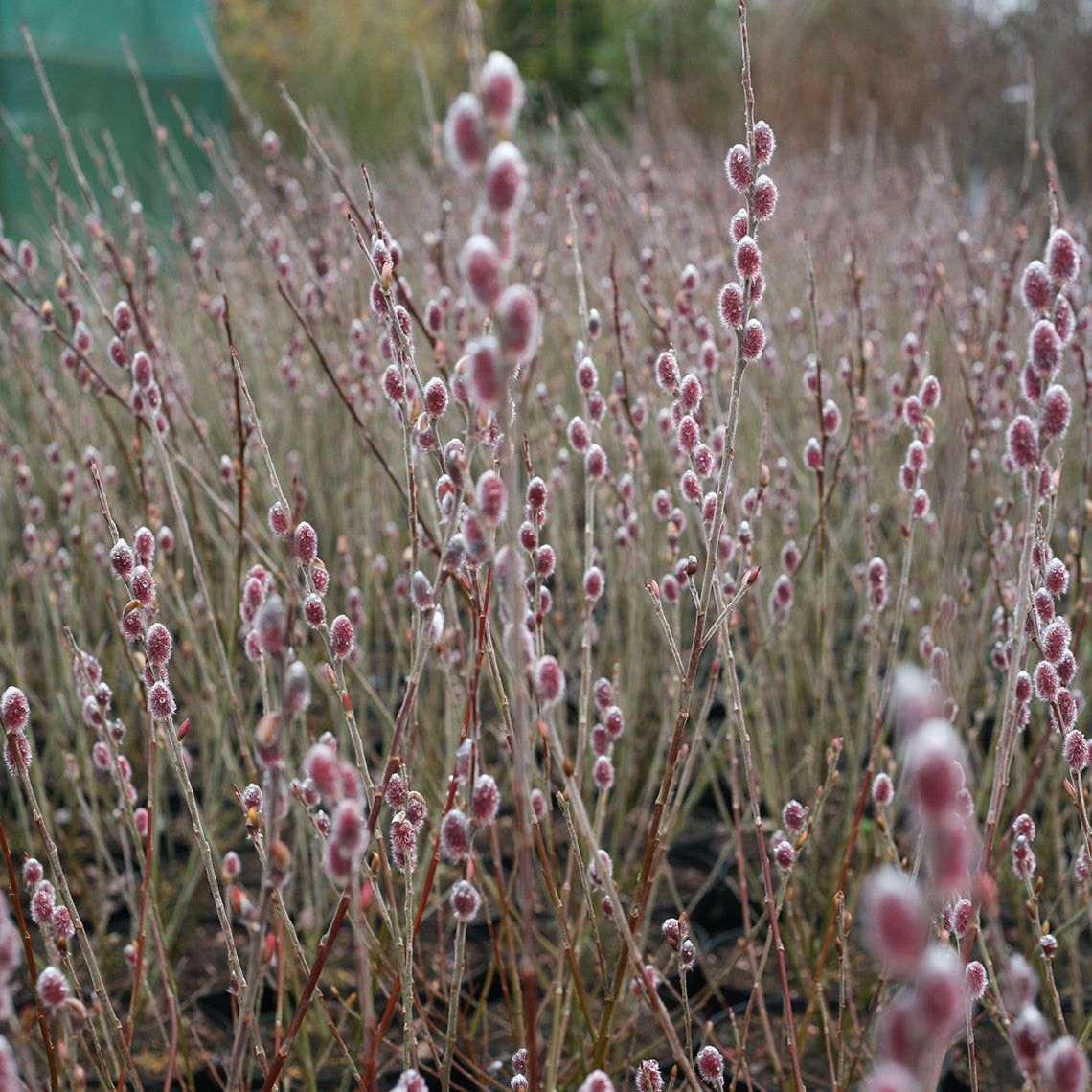 Salix Mt. Asama