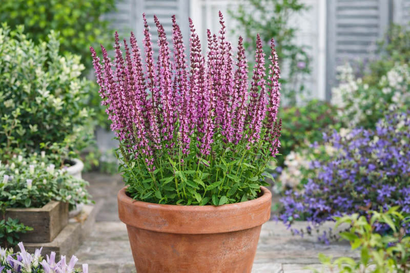 Salvia nemorosa 'New Dimension Rose'