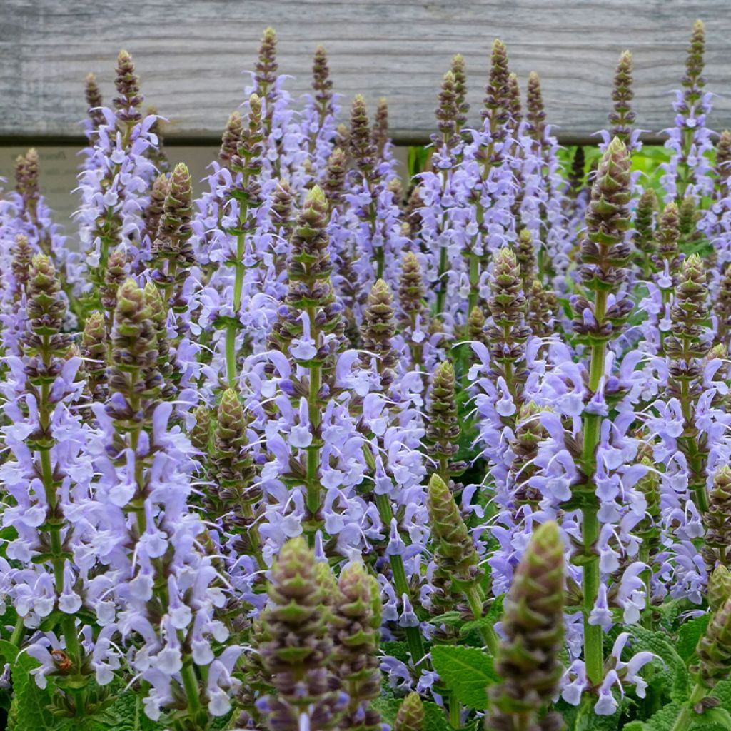 Salvia 'Bumblesky'