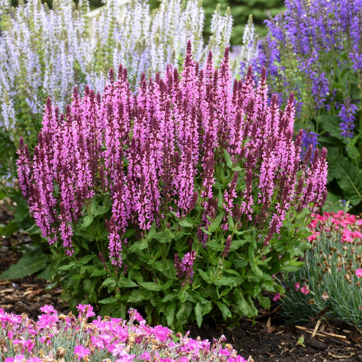 Salvia 'Pink Profusion' (nem.)