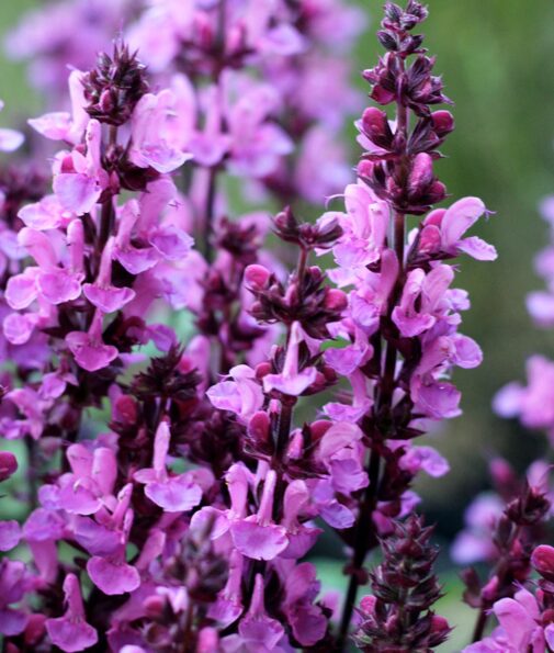 Salvia 'Rose Marvel' - Sauge