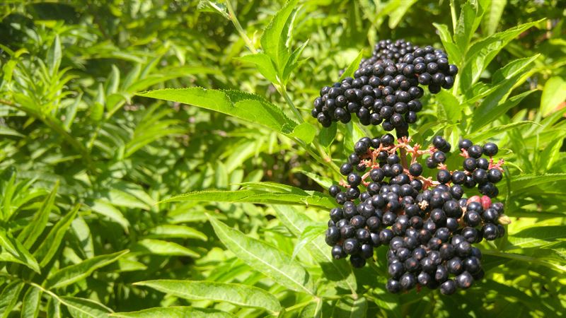 Sureau Nova - Sambucus