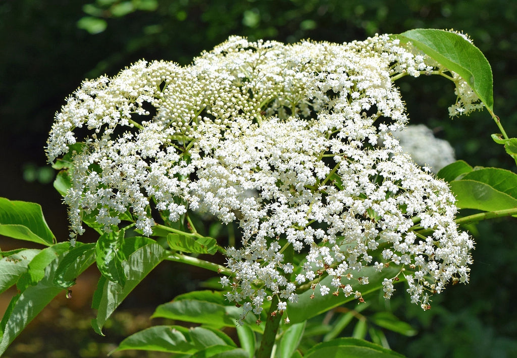 Sambucus canadensis - sureau