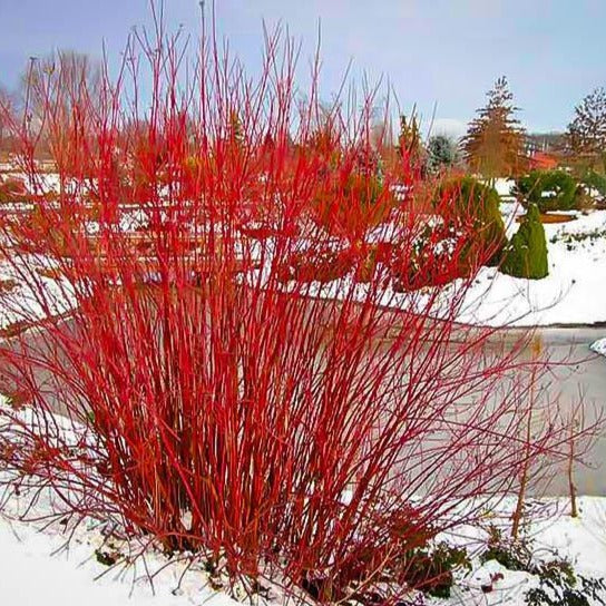 Cornus stolonifera 'Arctic Fire' PW (Cornus stolonifère ‘Arctic Fire’)
