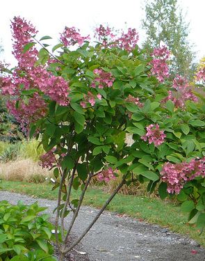 Hydrangea - Paniculata - Pink Diamond