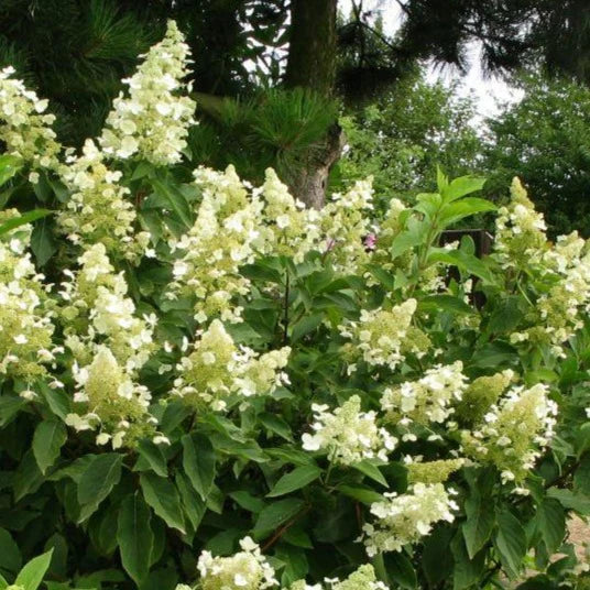 Hydrangée paniculée ‘Kyushu’