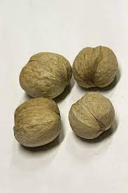 Caryer Lacinié, carya laciniosa