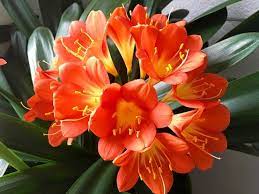 Clivia