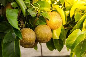 Poirier 20th century - asian pear