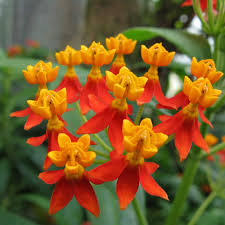 Asclepias curassavica Butterfly red