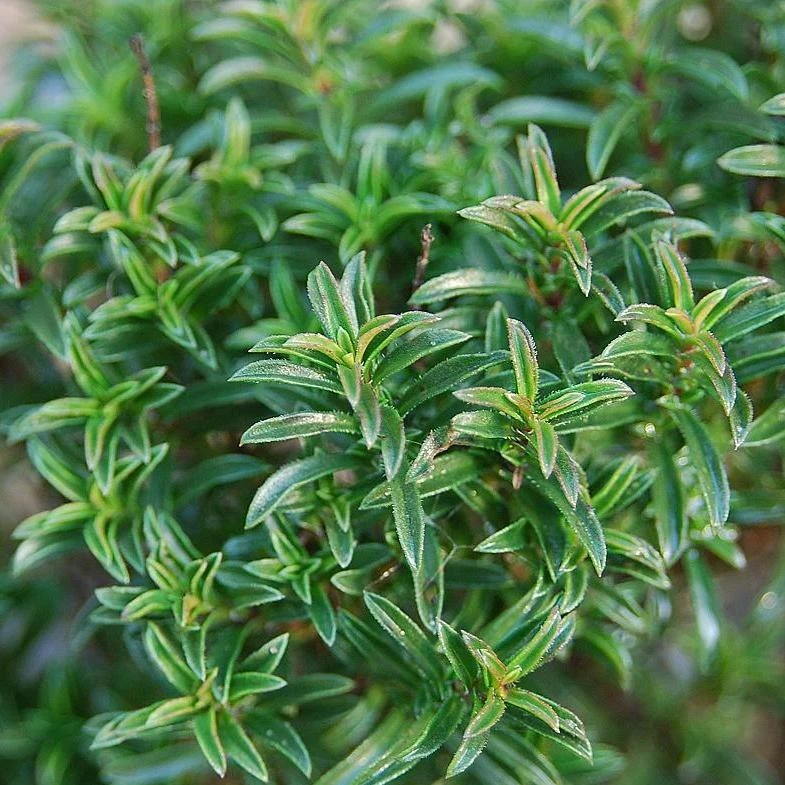 Sariette d'hiver en pot - fines herbes