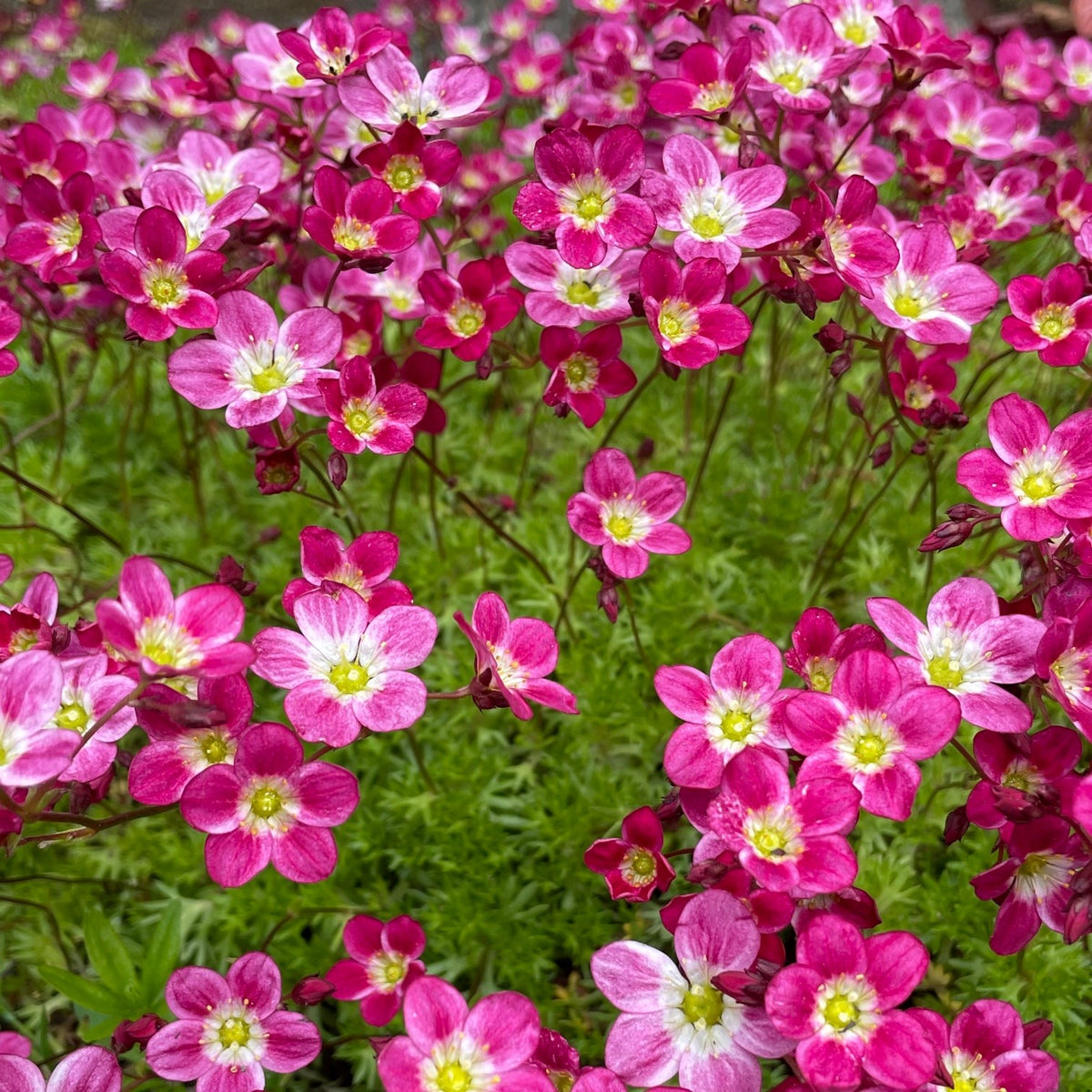 Saxifraga x arendsii 'Purple Robe'
