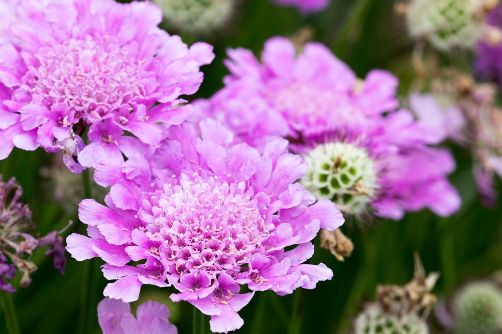 Scabiosa japonica 'Pink Diamonds'