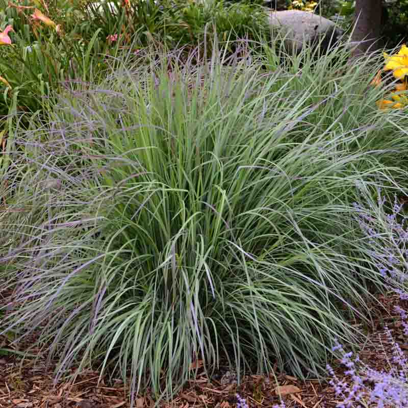 Schizachyrium 'Twilight zone' - Graminée