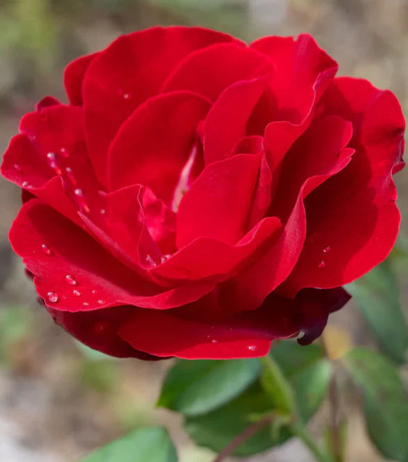 Rosa Émily Carr - rosiers (Artiste Canadien)