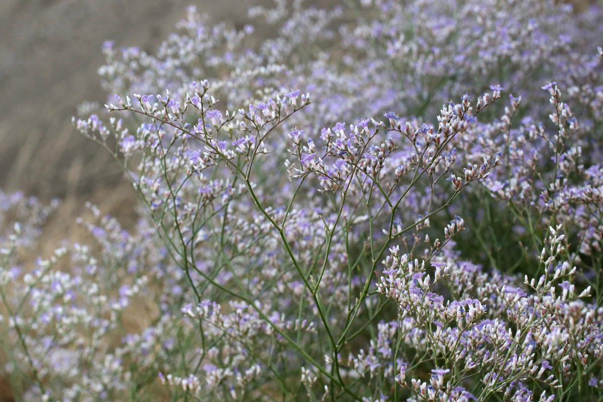 Limonium latifolium (sea lavender)