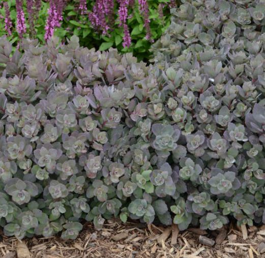 Sedum sunsparkler 'Dazzleberry'