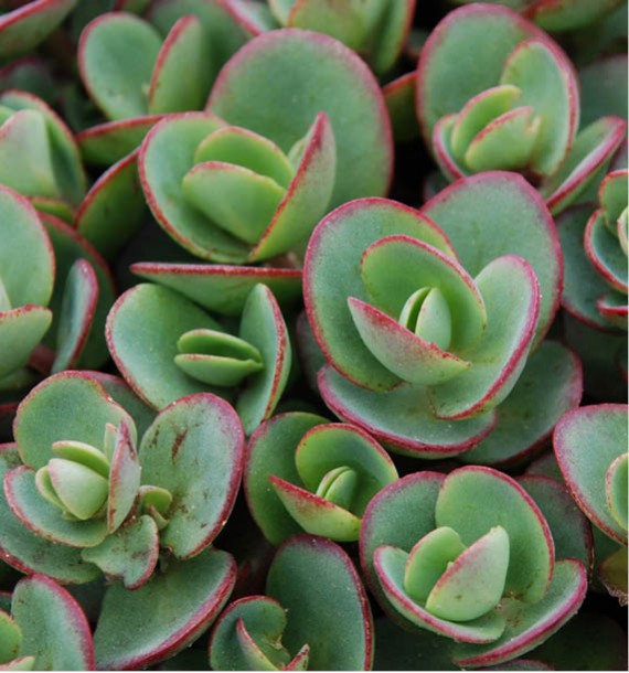 Sedum Sunsparkler 'Lime Zinger'