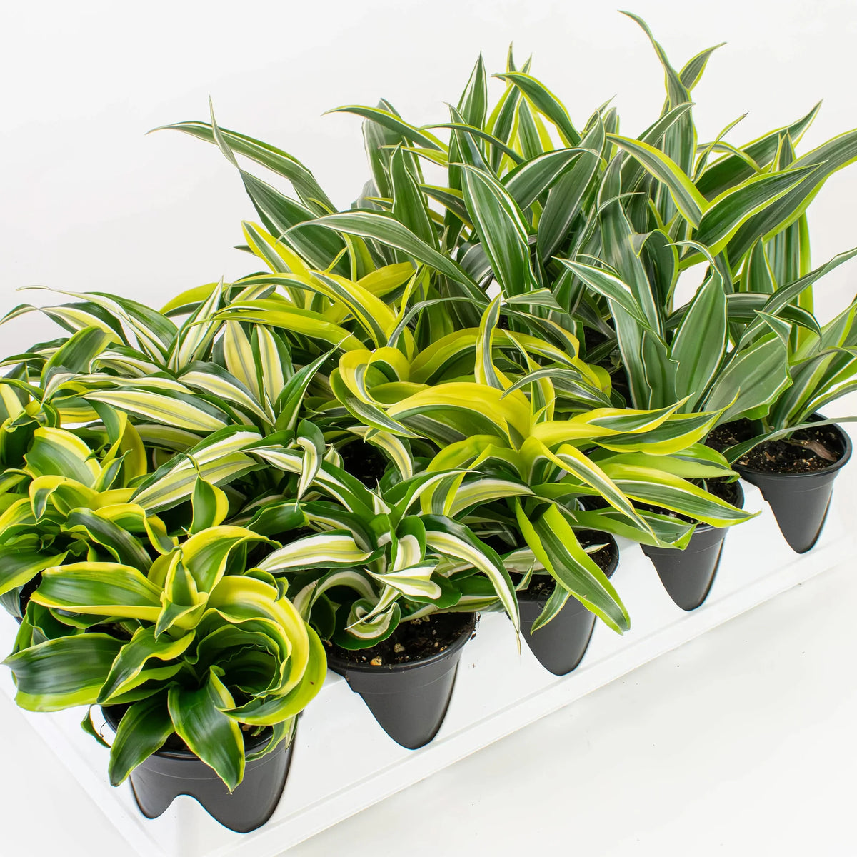 Dracaena assortis