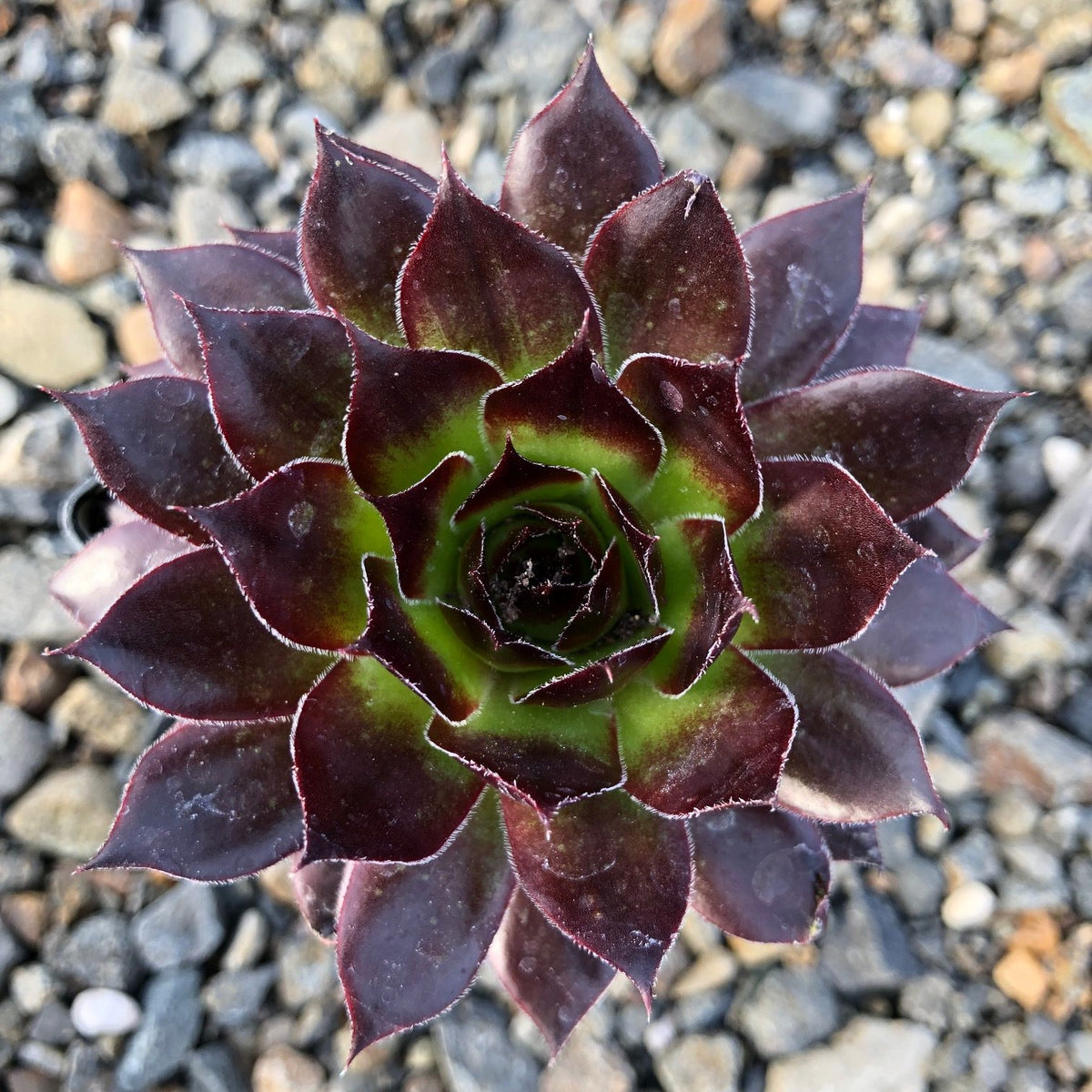 Sempervivum 'Black'