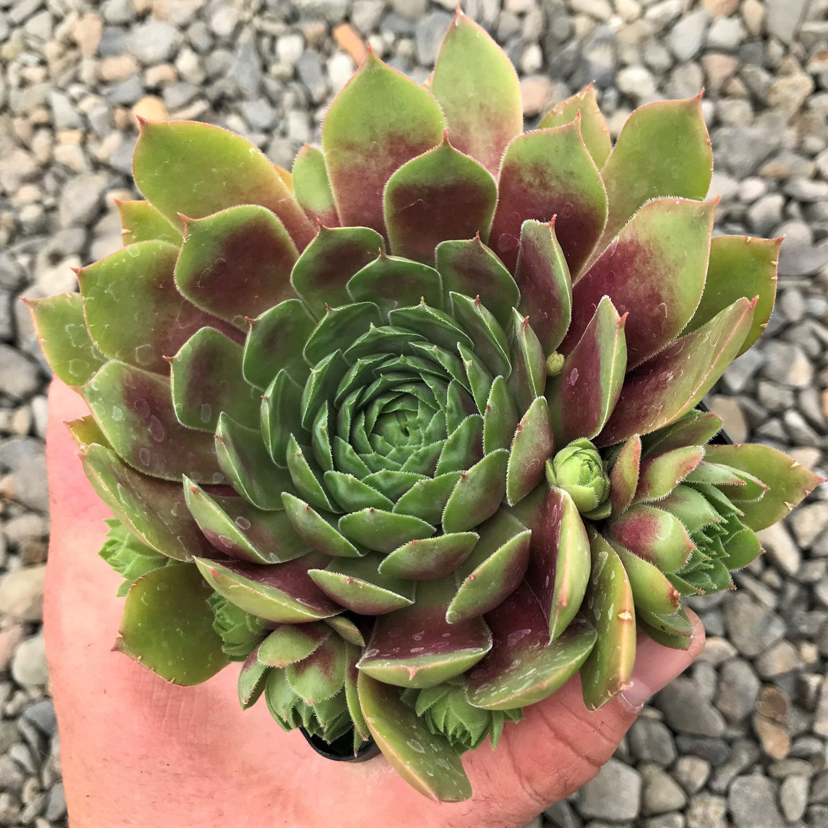 Sempervivum 'Hopewell'