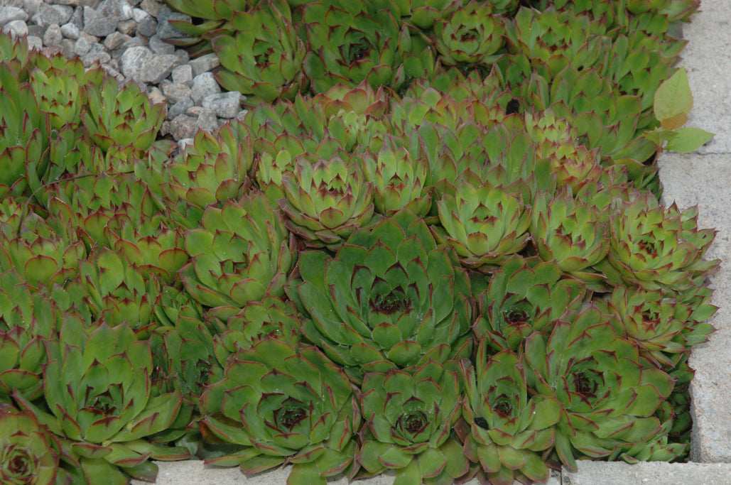 SEMPERVIVUM ‘Kalinda’ – Joubarbe – Hens and Chicks