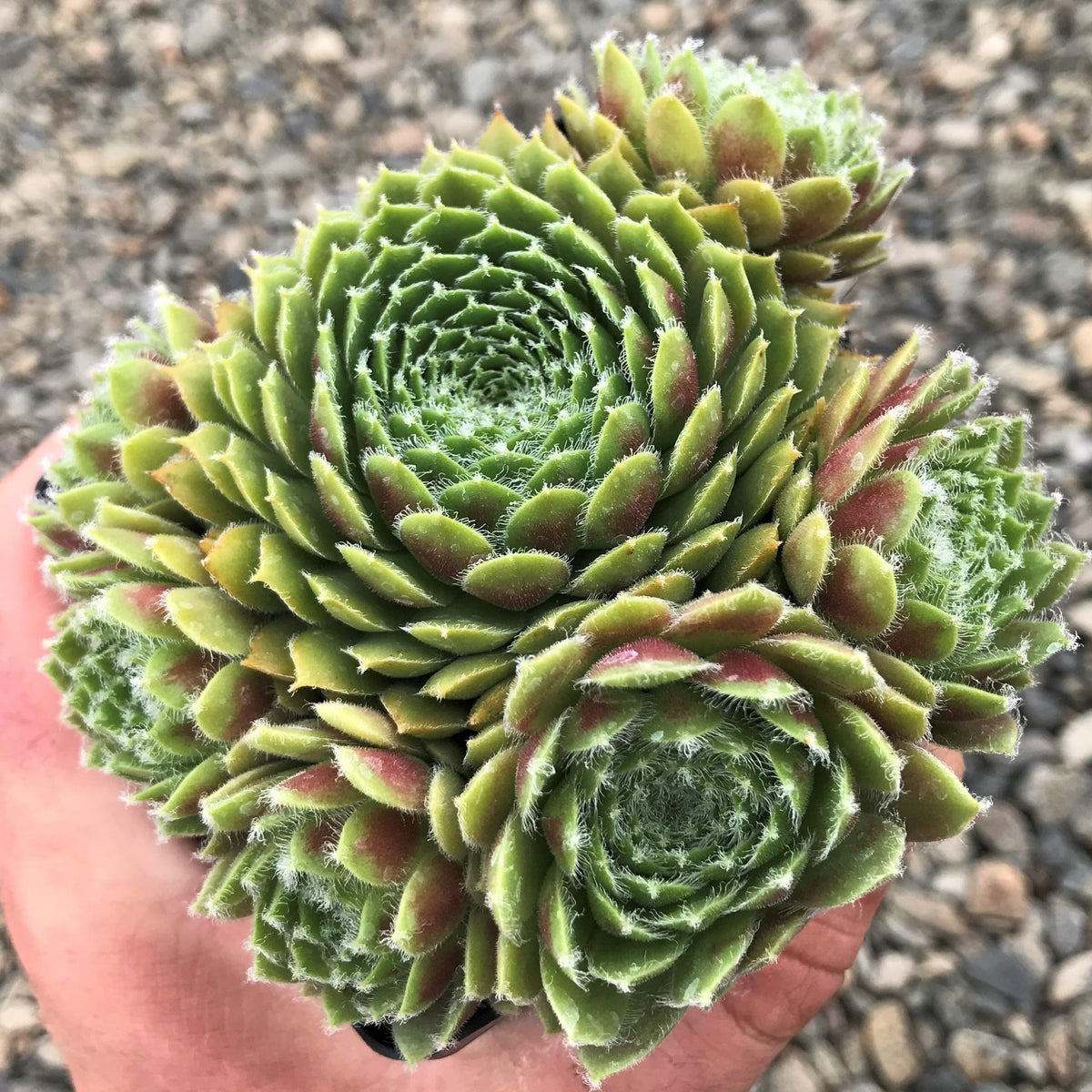 Sempervivum Pilioseum