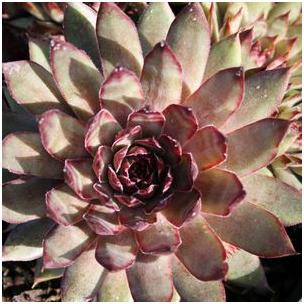 Sempervivum 'Red Beauty'