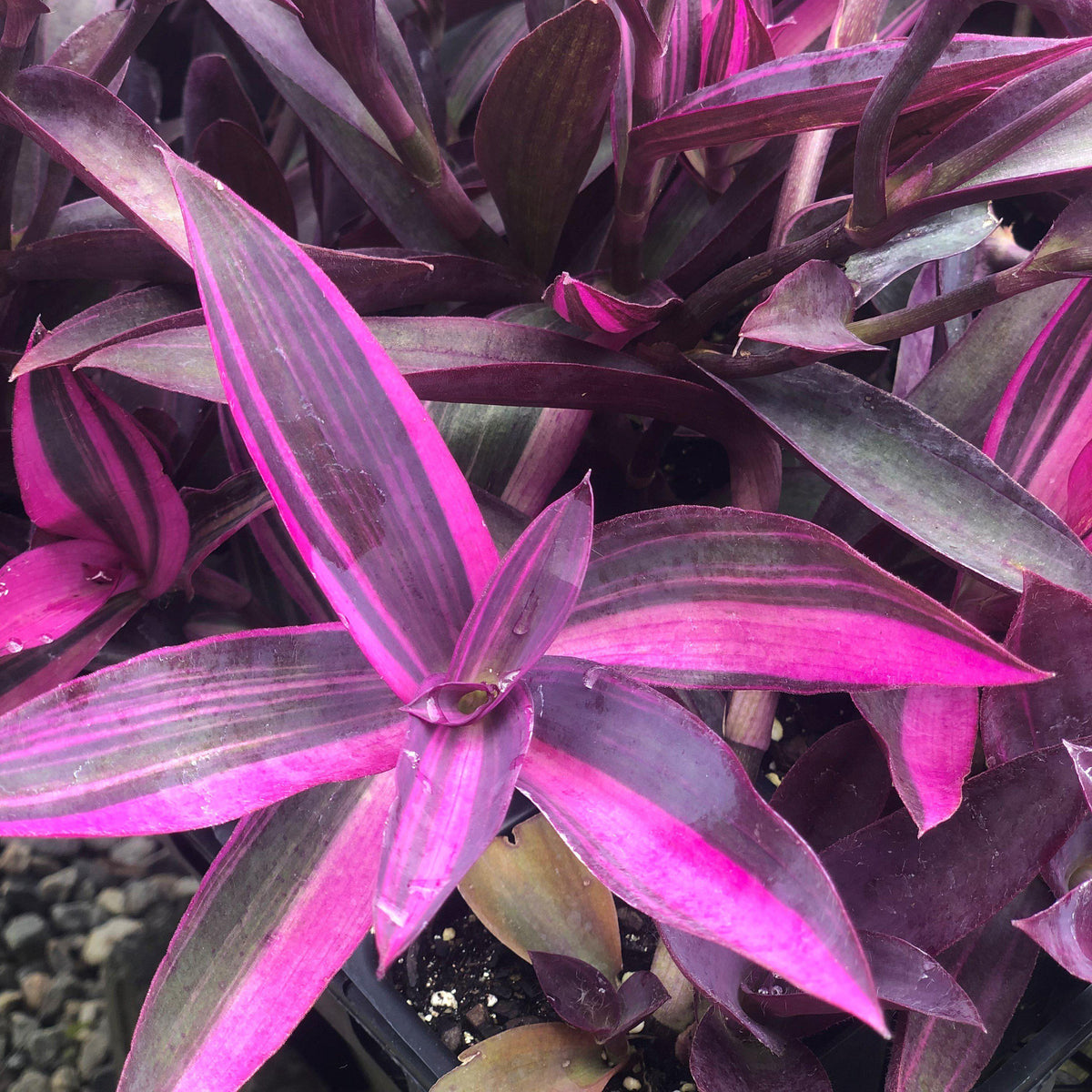 Tradescantia pallida 'Pink Stripes'