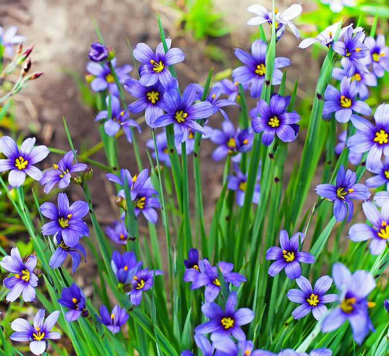 Sisyrinchium angustifolium
