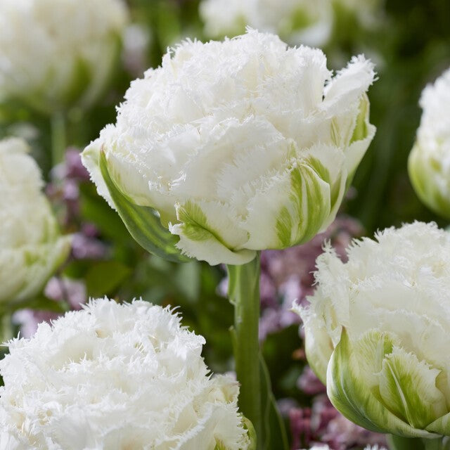 Bulbe d'automne - Tulipe Snow Crystal