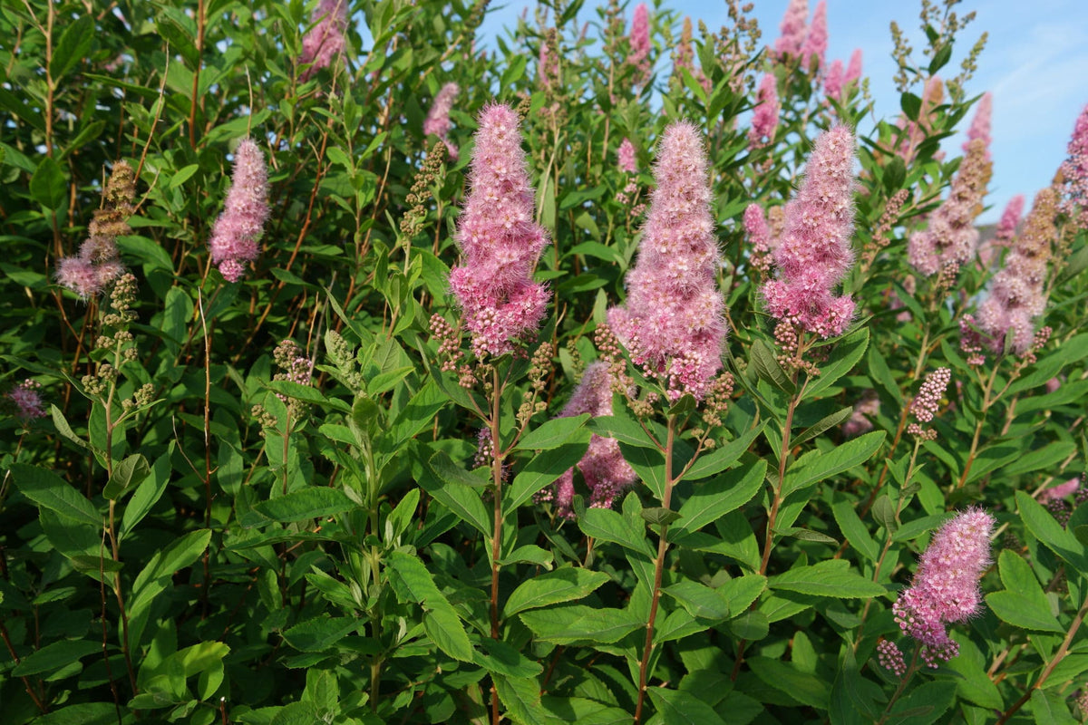Spiraea billiardii (x) 'Triumphans'