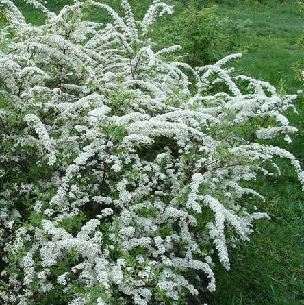 Spiraea arguta (x) 'Compacta'