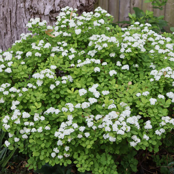Spiraea betulifolia Glow Girl