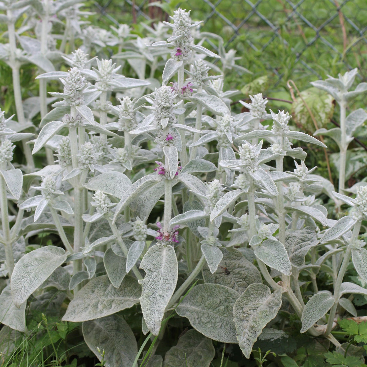 Stachys byzantina